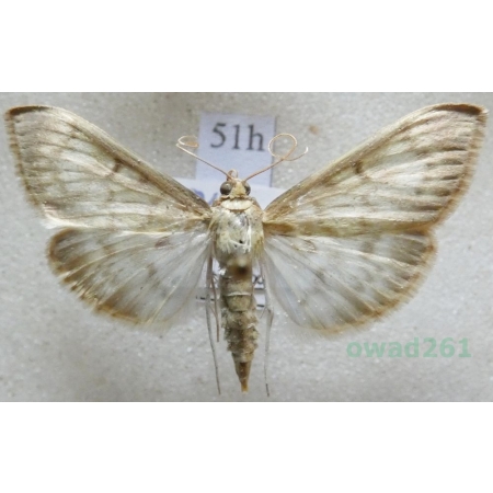 Patania ruralis (Scopoli, 1763) Boczanka brązowianka Czech51h